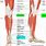 Leg Tendon and Calf Muscles