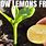 Lemon Tree Seeds