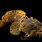 Leopard Toadfish