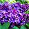 Lilac Images. Free