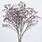 Limonium Lilac