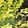 Linaria Grandiflora
