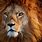 Lion 8K Picture
