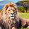 Lion Animal Wallpaper 4K