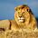 Lion King Africa