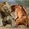 Lion and Bear Fighting