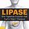 Lipase Digestive Enzymes