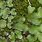 Liverwort Plant