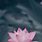 Lotus Flower iPhone Wallpaper