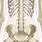 Lumbar Spine and Pelvis Anatomy