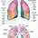 Lung Lobes Anatomy Diagram