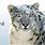 Mac Snow Leopard