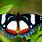 Madagascar Butterflies