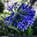 Madeira Blue Flowers