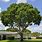 Mahogany Tree Florida