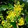 Mahonia Aquifolium Compacta