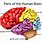 Main Parts of Human Brain