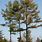 Maine Pine Trees