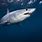 Mako Shark Species