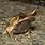 Malayan Leaf Frog
