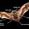 Male Bat Anatomy