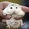 Male Robo Dwarf Hamster