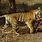 Male Tiger Kills
