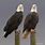 Male and Female Bald Eagle