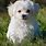 Maltese Dog Breed Puppy