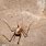 Mammoth Cave Cricket