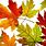 Maple Leaf Colors