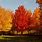 Maple Tree Colors
