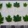 Maple Tree Leaves Identification Chart