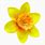 Marie Curie Daffodil