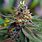 Marijuana Cannabis Buds
