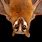 Masked Flying Fox