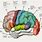 Memory Area of Brain
