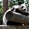 Memphis Zoo Panda