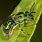 Metallic Sweat Bee