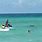 Miami Beach Shark Attack