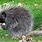 Michigan Porcupine
