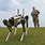 Military Robot Dog