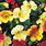 Mimulus Magic Mix