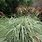 Miscanthus Grass
