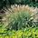Miscanthus Maiden Grass