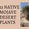 Mojave Desert Plants List