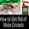 Mole Crickets Pesticide