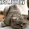 Monday Morning Cat Memes