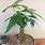 Money Tree Plant