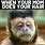 Monkey Hair Meme